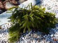 Picea abies Formanek IMG_0277 Świerk pospolity